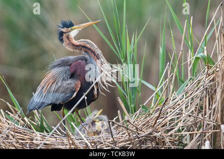 Héron pourpré (Ardea purpurea) au nid avec de jeunes animaux, Baden-Wurttemberg, Allemagne Banque D'Images