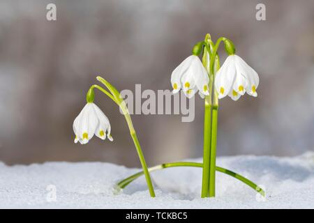 Flocon de neige de printemps Leucojum vernum) (sur sol couvert de neige, Tyrol, Autriche Banque D'Images