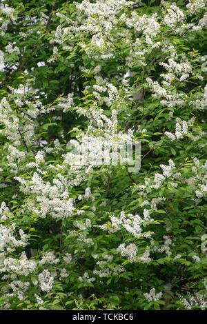 European Bird cherry (Prunus padus) avec des fleurs blanches, Burgenland, Autriche Banque D'Images