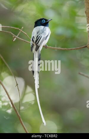 Paradise flycatcher malgache (Terpsiphone mutata), homme on twig, réserve privée de Berenty, Madagaskar Banque D'Images