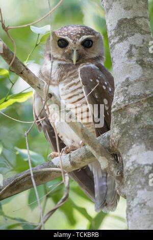 Madagaskar-hawk owl (Ninox superciliaris) assis dans un arbre, réserve privée de Berenty, Madagaskar Banque D'Images
