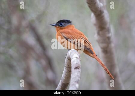 Paradise flycatcher malgache (Terpsiphone mutata), femelle sur branch, réserve privée de Berenty, Madagaskar Banque D'Images