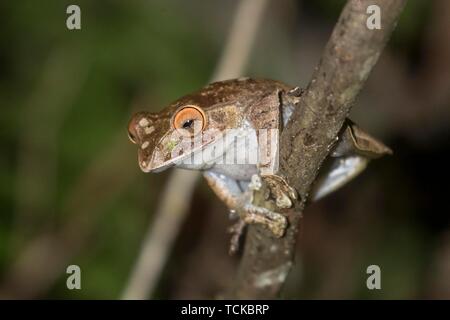 Madagascar grenouille aux yeux brillants (Boophis madagascariensis), sur une branche, parc national Andasibe, Madagascar Banque D'Images