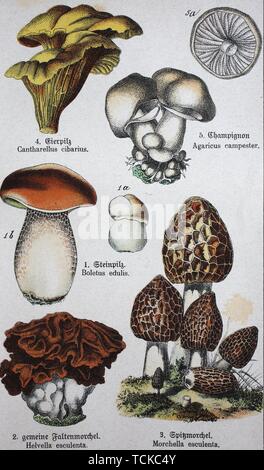 Champignons comestibles, Cantharellus cibarius, une espèce de golden chanterelles, Agaricus campestri, le champignon Agaricus bisporus cultivés ou Banque D'Images