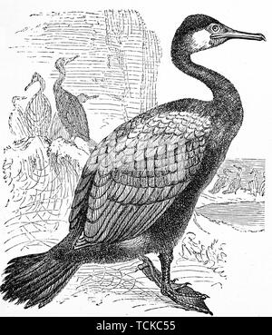 Grand cormoran (Phalacrocorax carbo), 1889, gravure sur bois, France Historique Banque D'Images