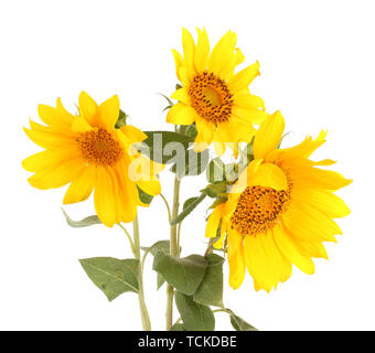 Beaux tournesols, isolated on white Banque D'Images