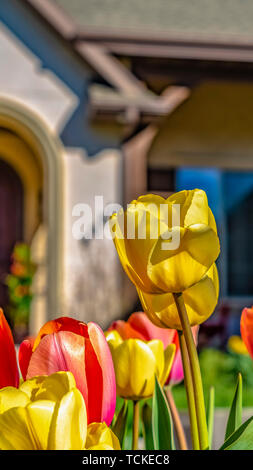 Panorama éblouissant châssis avec tulipes vibrant jaune et rouge sous les rayons du soleil en fleurs pétales Banque D'Images