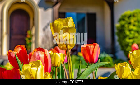 Tulipes éblouissant panorama avec des pétales de fleurs jaune et rouge sous la lumière du soleil Banque D'Images