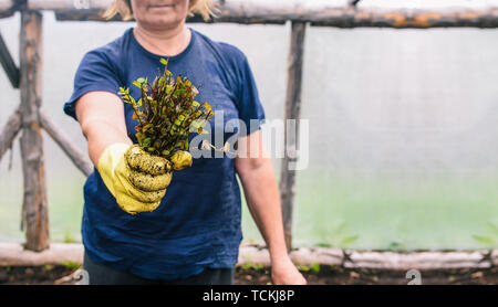 Une femme tient les tiges des plantes dans une serre. Un tas de germes à la plantation. L'écologie et l'alimentation saine. Planter les semis dans le sol Banque D'Images