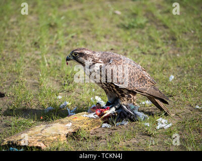 Falco biarmicus Lanner falcon ou dévore ses proies pigeon Banque D'Images