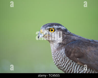 Close up d'un faucon Saker falcon Gyr hybride sur un fond vert Banque D'Images