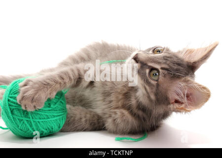 Petit Chaton gris jouer avec la laine à tricoter isolated on white Banque D'Images