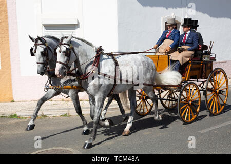 Deux chevaux Lusitano en calèche à Golegã. Cette région compte les éleveurs de chevaux Lusitano les plus anciens et les plus prestigieux du Portugal. Banque D'Images