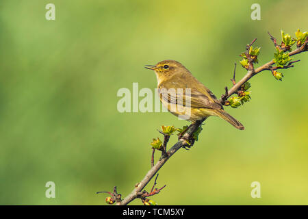 Close-up of a Willow warbler Phylloscopus trochilus, oiseaux, chant arrière-plan animé. Banque D'Images