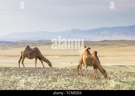 En été, un pâturage sur le désert de Gobi bimodale à Fuyun County, au Xinjiang Banque D'Images