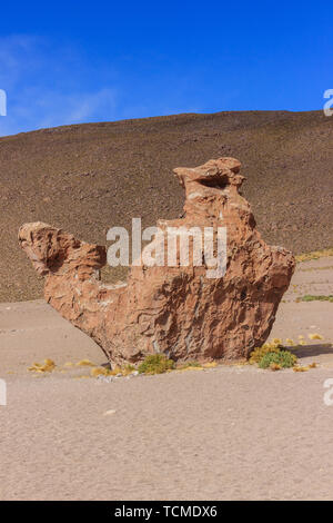 Intéressant à la recherche des pierres dans le Salar de Uyuni, Bolivie Banque D'Images