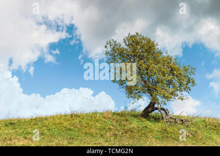 Arbre à feuilles caduques sur la colline herbeuse. forêt de sapins au loin. début de l'automne ensoleillé, beau ciel avec nuages dynamiques Banque D'Images