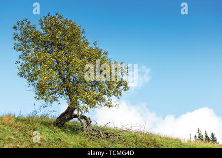 Arbre à feuilles caduques sur la colline herbeuse. forêt de sapins au loin. début de l'automne ensoleillé, beau ciel avec nuages dynamiques Banque D'Images