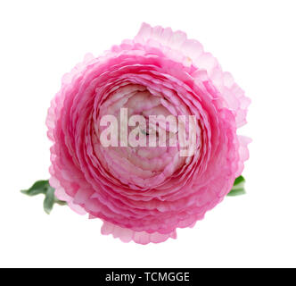 Fleurs roses frais Banque D'Images