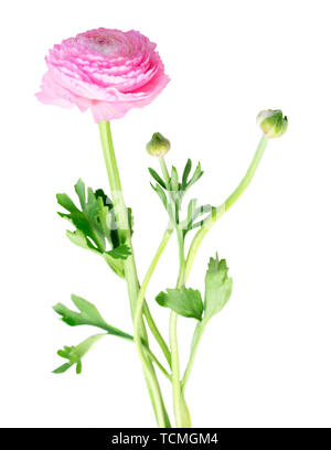 Fleurs roses frais Banque D'Images