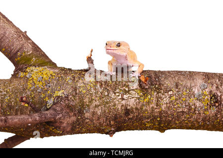 Gecko léopard assis sur une branche isolé sur fond blanc Banque D'Images