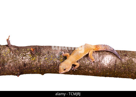 Gecko léopard assis sur une branche isolé sur fond blanc Banque D'Images