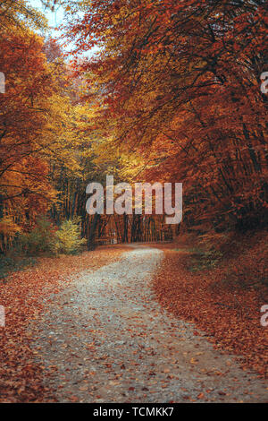 Belle forêt d'automne automne chemin de montagne paysage de montagne. route asphaltée qui passe par les montagnes de la forêt Banque D'Images