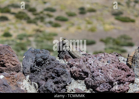 Secteur de lizard (Gallotia galloti, femme) repose sur la pierre de lave volcanique. Le lézard regarde la caméra, gros plan, macro, fond naturel. Banque D'Images