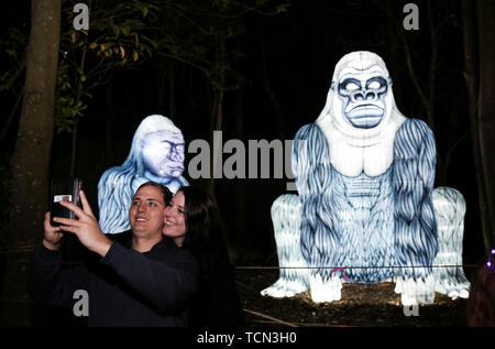 Sydney, Australie. 8 juin, 2019. Les touristes prendre en face de selfies en forme de gorille au cours de lanternes pour l'éclairage 'Wild' cas de Vivid Sydney au Zoo de Taronga à Sydney, Australie, le 8 juin 2019. Vive le 11e festival de Sydney se déroule du 24 mai au 15 juin de cette année. Credit : Bai Xuefei/Xinhua/Alamy Live News Banque D'Images