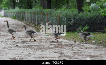 08 juin 2019, Hessen, Frankfurt/Main : Grey devant une clôture récemment installée au calme sur les Ostpark. Afin de garder les oies sauvages loin de la pelouse, une nouvelle couverture de dépistage a été plantée. Le but de la procédure est de maintenir le projet 'Modèle' Gestion de l'oie du Nil afin de trouver des solutions de rechange à la prise de vue souvent exigé des oies du Nil et autres oies sauvages. (Zu dpa 'Hecke doit garder les oies du Nil loin de Wiese dans Frankfurter Ostpark') Photo : Arne Dedert/dpa Banque D'Images