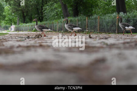 08 juin 2019, Hessen, Frankfurt/Main : Grey devant une clôture récemment installée au calme sur les Ostpark. Afin de garder les oies sauvages loin de la pelouse, une nouvelle couverture de dépistage a été plantée. Le but de la procédure est de maintenir le projet 'Modèle' Gestion de l'oie du Nil afin de trouver des solutions de rechange à la prise de vue souvent exigé des oies du Nil et autres oies sauvages. (Zu dpa 'Hecke doit garder les oies du Nil loin de Wiese dans Frankfurter Ostpark') Photo : Arne Dedert/dpa Banque D'Images