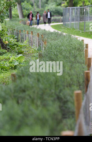 08 juin 2019, Hessen, Frankfurt/Main : les marcheurs passer une clôture récemment installée au calme sur les Ostpark. Afin de garder les oies sauvages loin de la pelouse, une nouvelle couverture de dépistage a été plantée. Le but de la procédure est de maintenir le projet 'Modèle' Gestion de l'oie du Nil afin de trouver des solutions de rechange à la prise de vue souvent exigé des oies du Nil et autres oies sauvages. (Zu dpa 'Hecke doit garder les oies du Nil loin de Wiese dans Frankfurter Ostpark') Photo : Arne Dedert/dpa Banque D'Images