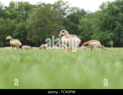 08 juin 2019, Hessen, Frankfurt/Main : oies du Nil manger sur la prairie de la Frankfurt Ostpark. Afin de garder les oies sauvages loin de la pelouse, une nouvelle couverture de dépistage a été plantée. Le but de la procédure est de maintenir le projet 'Modèle' Gestion de l'oie du Nil afin de trouver des solutions de rechange à la prise de vue souvent exigé des oies du Nil et autres oies sauvages. (Zu dpa 'Hecke doit garder les oies du Nil loin de Wiese dans Frankfurter Ostpark') Photo : Arne Dedert/dpa Banque D'Images