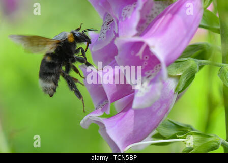 Sieversdorf, Allemagne. Le 08 juin, 2019. Dans un jardin un insecte vole vers les fleurs de la digitale pourpre (Digitalis purpurea). Le dé rouge appartient à la toxiques en particulier les plantes indigènes. Même la consommation de deux à trois feuilles peut être mortelle pour un être humain. D'autre part, les glycosides contenus dans toutes les parties de la plante sont des médicaments très efficaces. Crédit : Patrick Pleul/dpa-Zentralbild/ZB/dpa/Alamy Live News Banque D'Images