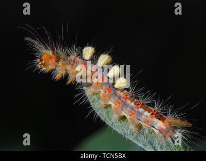 Sieversdorf, Allemagne. Le 08 juin, 2019. Une chenille de la prunelle Brushspinner (Orgyia antiqua) se hisse sur une usine de sage. Les chenilles sont d'environ 30 millimètres de long et sont très colorés et très velues. Crédit : Patrick Pleul/dpa-Zentralbild/ZB/dpa/Alamy Live News Banque D'Images