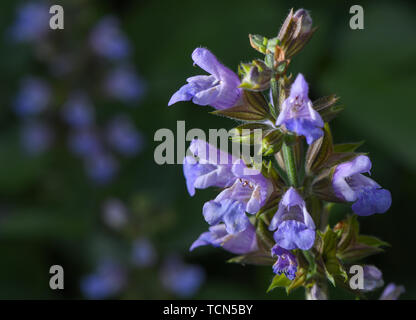 Sieversdorf, Allemagne. Le 08 juin, 2019. Un sage floraison dans un jardin. Crédit : Patrick Pleul/dpa-Zentralbild/ZB/dpa/Alamy Live News Banque D'Images