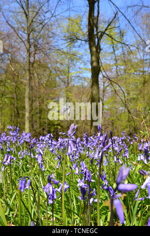 Jacinthes dans les bois à Wendover, España Banque D'Images