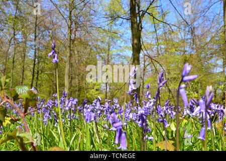 Jacinthes dans les bois à Wendover, España Banque D'Images