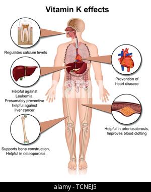 Effets de la vitamine K infographie 3d medical vector illustration sur fond blanc Illustration de Vecteur