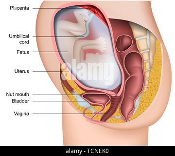 La grossesse 3d medical anatomie vecteur illustration isolé sur fond blanc avec description en anglais Illustration de Vecteur