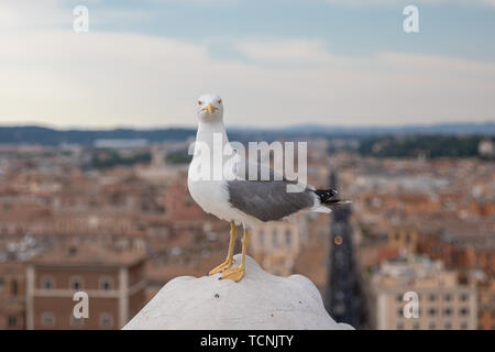 Mouette mélanocéphale coin sur la toiture du Vittoriano à Rome, Italie. Arrière-plan avec l'été journée ensoleillée et ciel bleu Banque D'Images