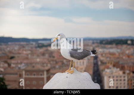 Mouette mélanocéphale coin sur la toiture du Vittoriano à Rome, Italie. Arrière-plan avec l'été journée ensoleillée et ciel bleu Banque D'Images