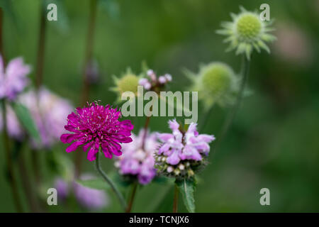Gros plan d'une couleur mauve scabiosa, une fleur d'ortie rose et vert boules de semences dans l'arrière-plan Banque D'Images