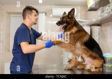 Un médecin examine un vétérinaire professionnel adulte grande race de chien berger allemand. Un jeune homme de race blanche vet travaille dans une clinique vétérinaire. Le chien à la re Banque D'Images