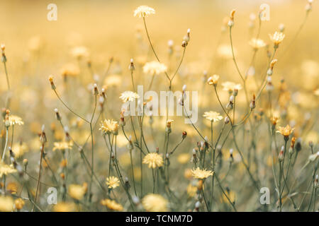 Daisy fleur dans l'herbe vert faible profondeur de champ. Belles fleurs daisy dans la nature Banque D'Images