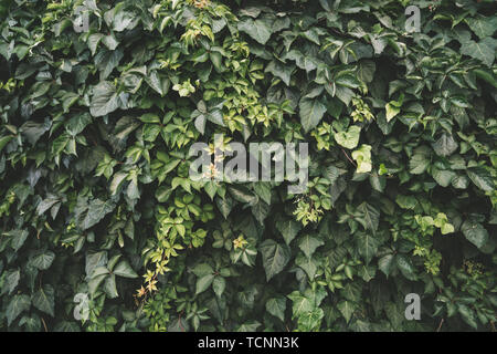 Mur recouvert de feuilles vertes et jaunes de lierre. Natural Background Banque D'Images