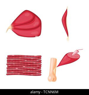 Objet isolé des cellules musculaires et symbole. Ensemble de l'anatomie musculaire et d'illustration vectorielle stock. Illustration de Vecteur