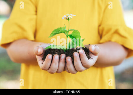 Plante en mains de petit enfant. La croissance et l'agriculture concept Banque D'Images