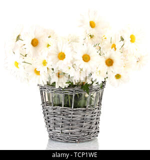 Marguerites dans un vase isolated on white Banque D'Images