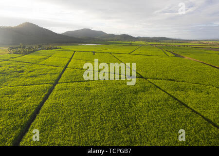 Vue aérienne au-dessus de la plantation de canne à sucre agriculutural paysage en paradis tropical avec des montagnes en arrière-plan et le chemin champs inbtween Banque D'Images
